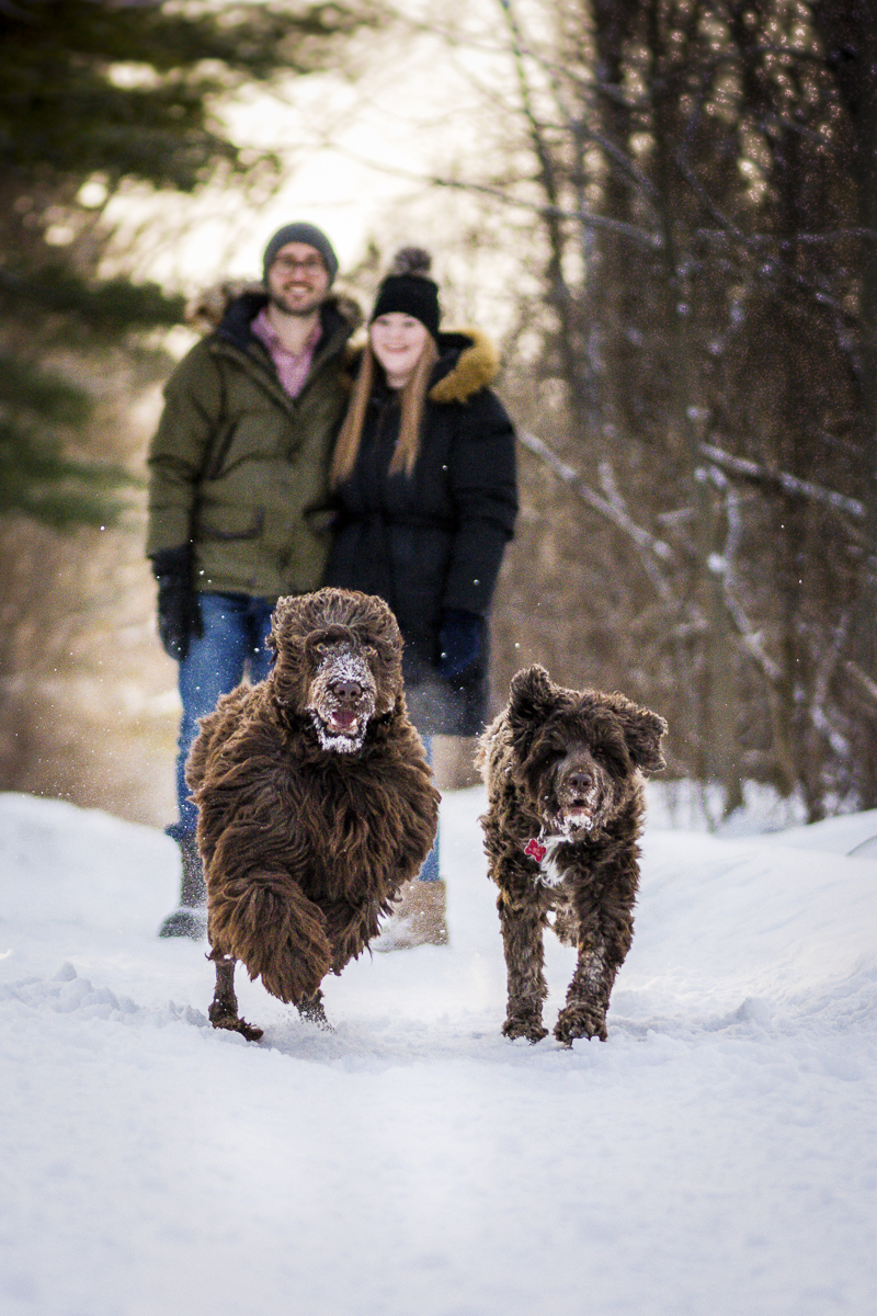 dogs running in the snow with humans behind them, winter family photos ©Beth Alexander Photography