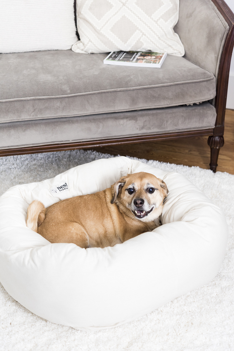 Happy dog lying on comfy dog bed, Puggle, Syracuse pet photographer