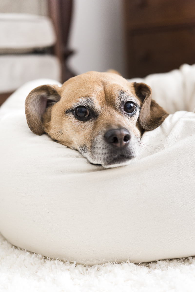 sweet Puggle mix lying in comfy dog bed, sturdy and comfortable dog bed | ©Alice G Patterson Photography | Syracuse commercial and editorial photography