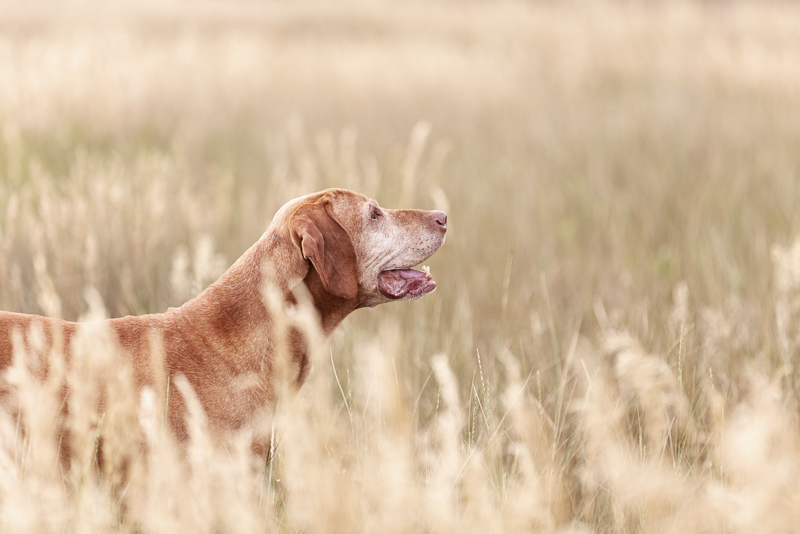 happy old dog, touching pet portraits, ©Good Morrow Photography | lifestyle dog photography, Arvada, CO