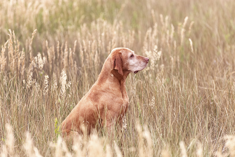 senior Viszla, old dog sitting in field | ©Good Morrow Photography