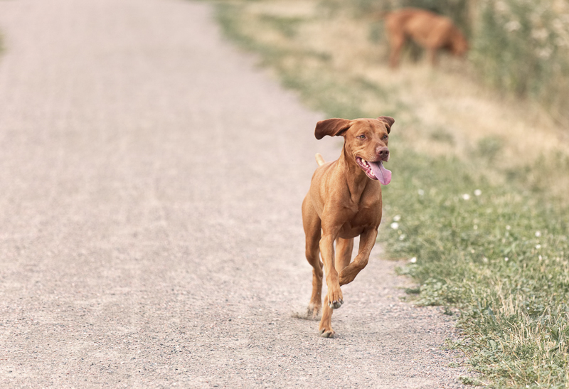 Vizsla running down a country road, ©Good Morrow Photography 