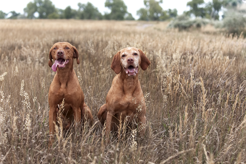 Two Vizslas sitting in tall grass, on location pet photography | ©Good Morrow Photography