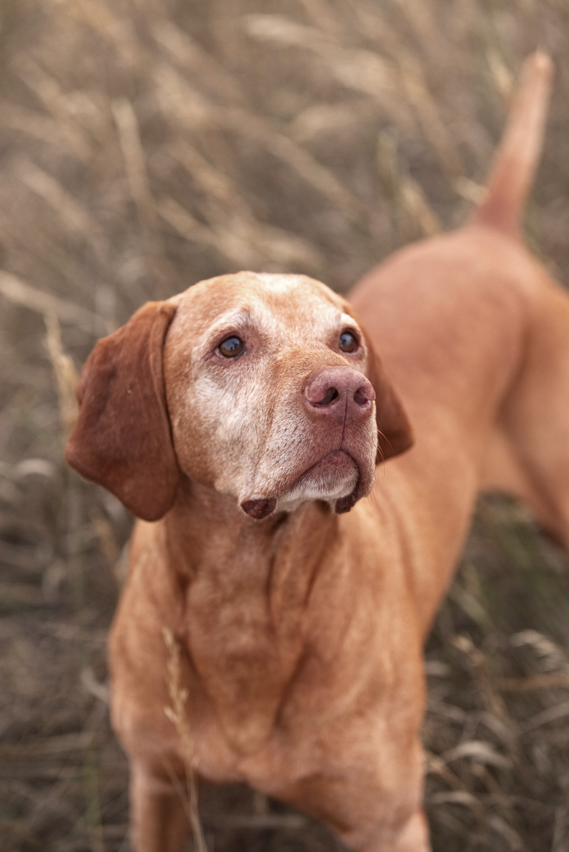 sweet senior Vizsla inspired woman to change her life, love between humans and dogs, ©Good Morrow Photography | lifestyle dog photography, Arvada, CO