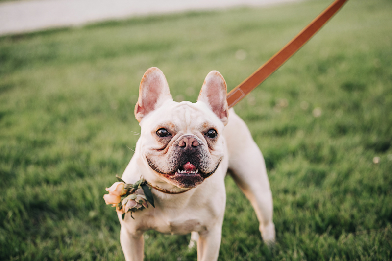 French Bulldog wearing flowers on his collar, dog-friendly wedding, Bohemia Outlook | Landrum Photography