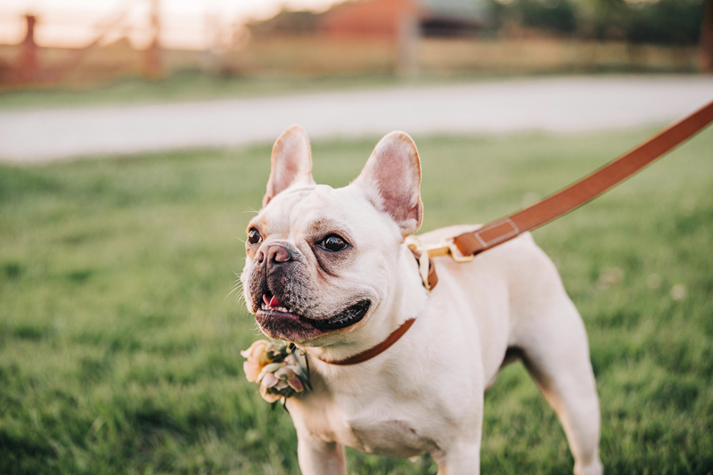 handsome Frenchie, standing in the grass, wedding dog | Landrum Photography 