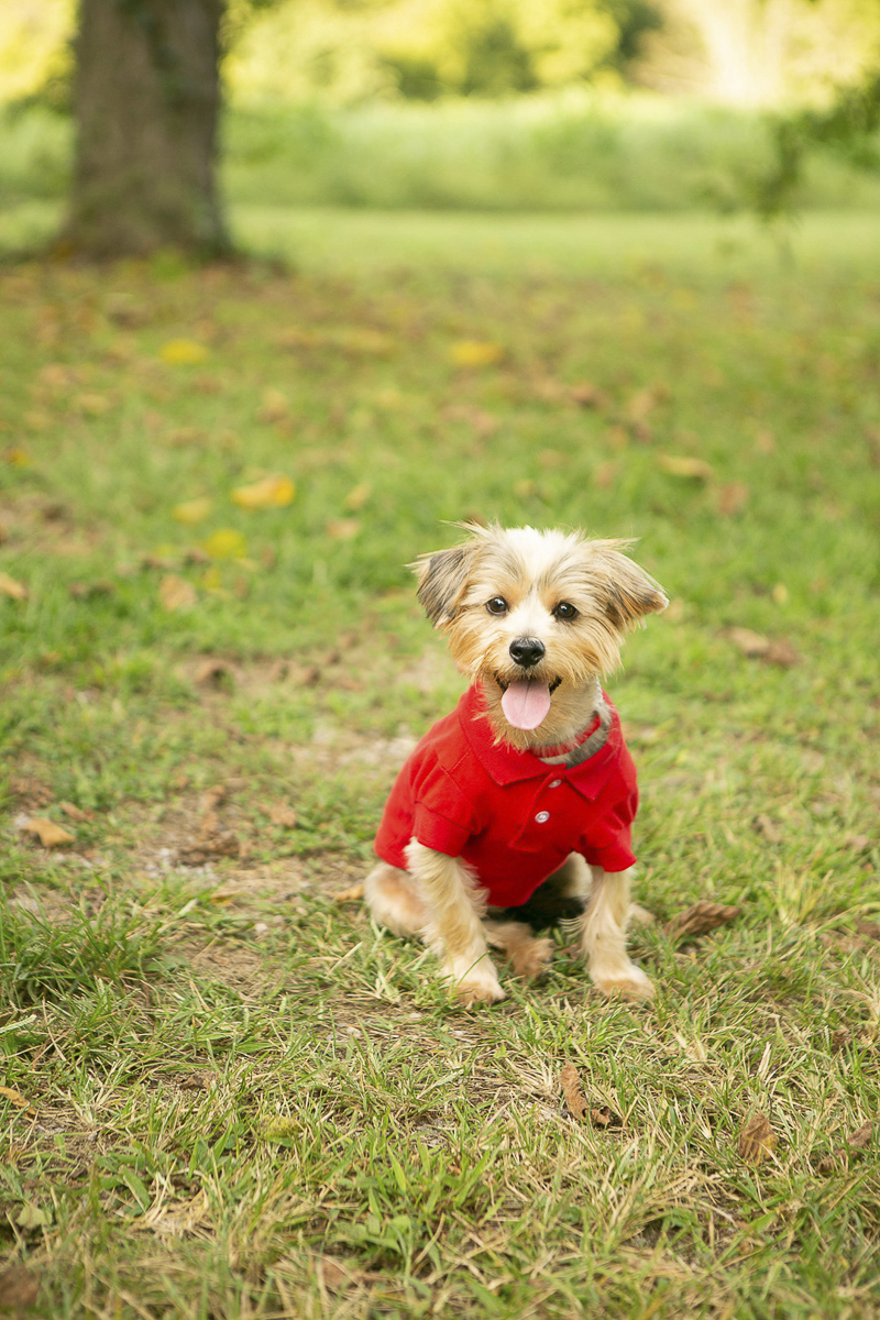 Yorkie mix wearing red shirt and collar, fashion hound, Mandy Whitley Photography | Nashville lifestyle dog photographer