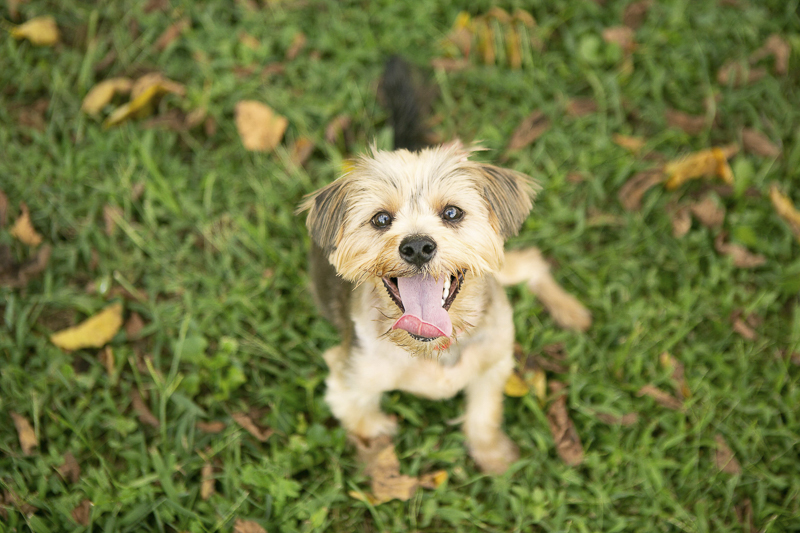cute Yorkie mix sitting on grass, looking up at camera | Mandy Whitley Photography ideas for dog photography