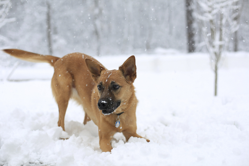 Shepherd mix playing in the snow | ©Melissa Joy Creative – Baltimore pet photography