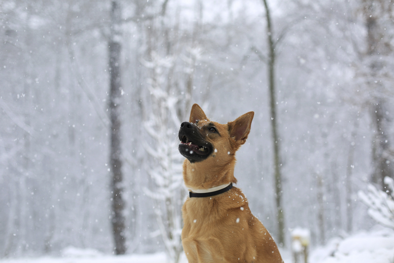 rescue dog watching snow fall, lifestyle dog photography