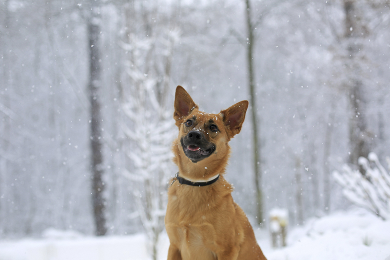 cute mixed breed sitting in the snow | ©Melissa Joy Creative-lifestyle dog photography, snow day session