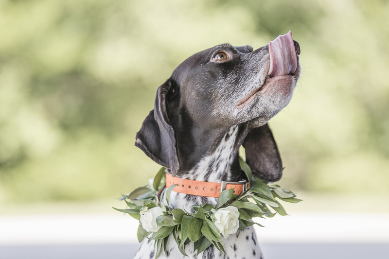 cute German Shorthaired Pointer with tongue sticking out, wedding dog, ©epagaFOTO