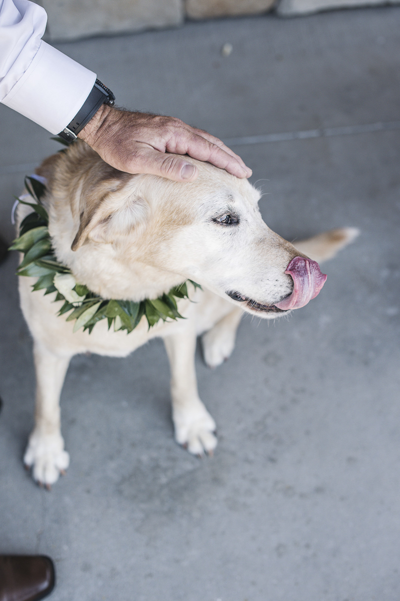 man's best friend, wedding dog, Yellow Lab | © epagaFOTO | dog-friendly wedding, Buffalo Lodge. Kansas City