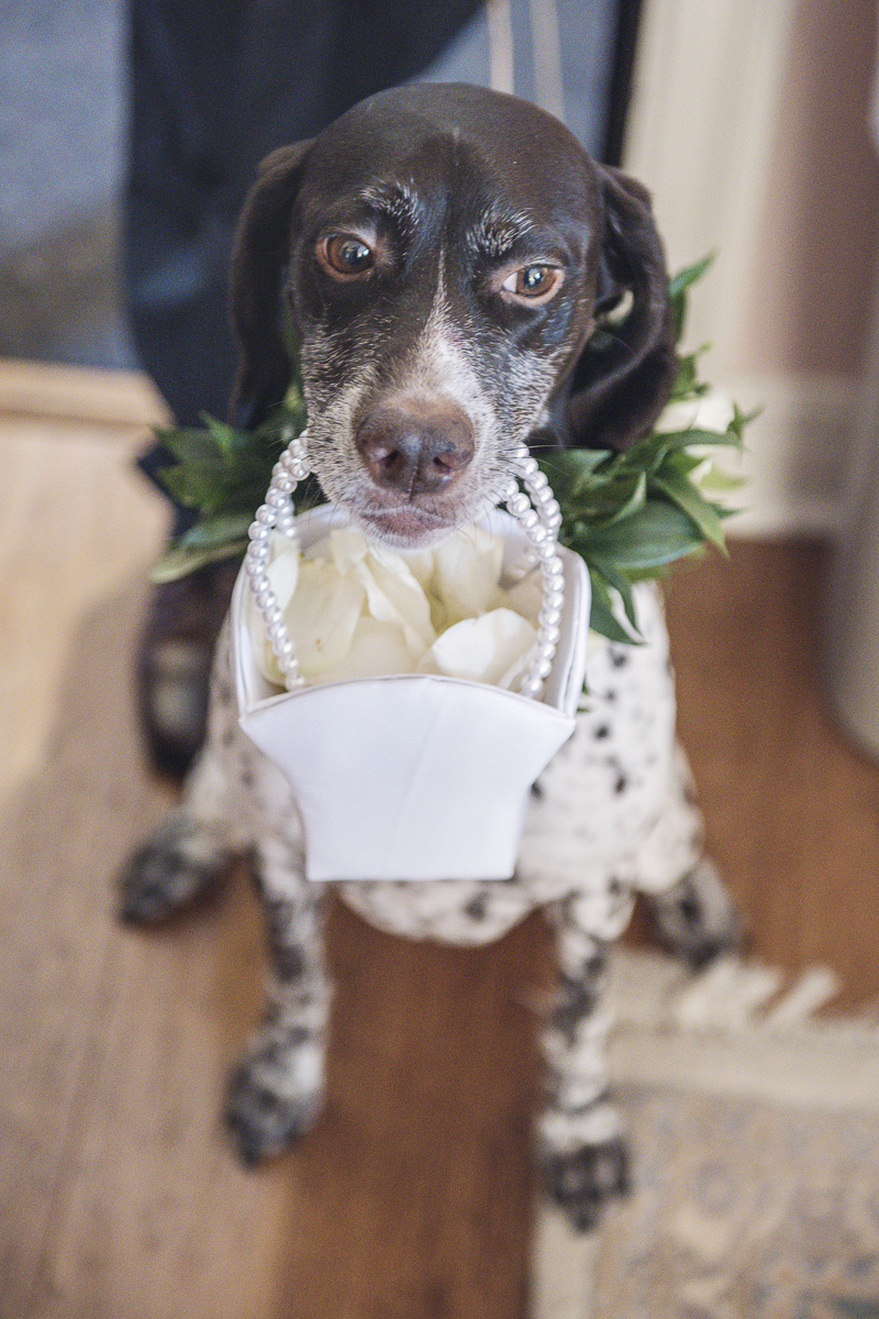 dog carrying flower girl basket, GSP | dogs in weddings, © epagaFOTO 