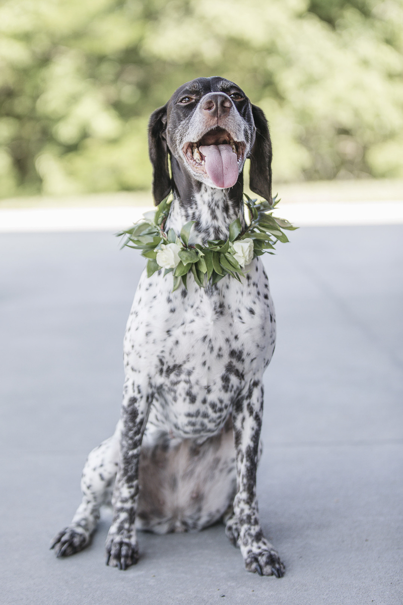 German Shorthaired Pointer in floral collar from Wild Hill Flower & Events© epagaFOTO | dog-friendly wedding, Buffalo Lodge. Kansas City