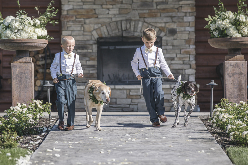 dog ringbearers, little boys walking dogs down the aisle, © epagaFOTO | dog-friendly wedding