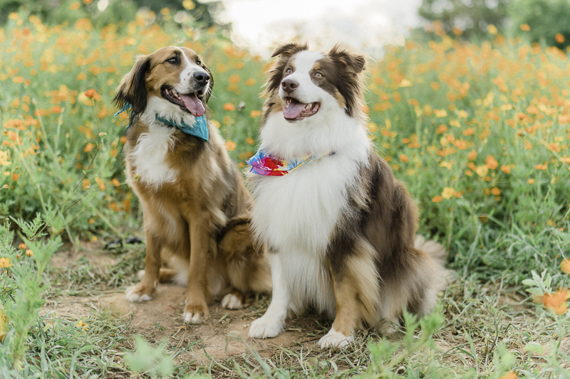 Happy Tails: Penny St. Bernard Mix & the Aussie - Daily Dog Tag