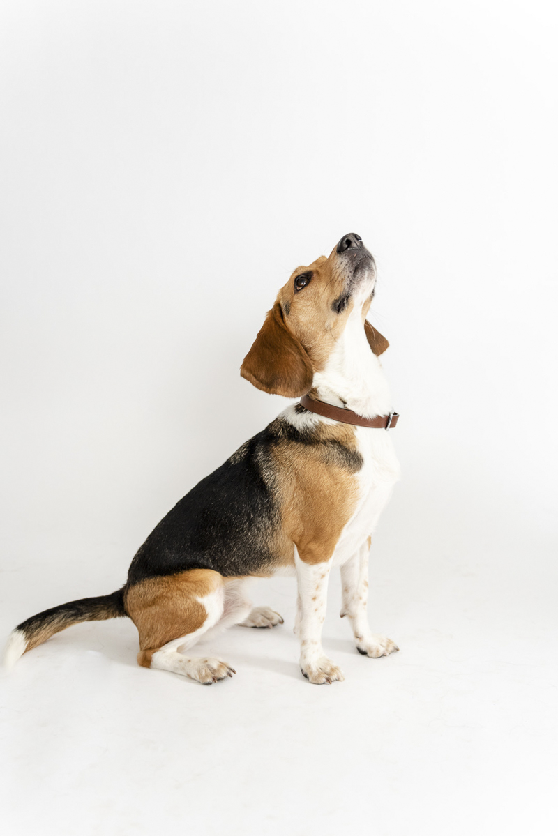 ©Photos by Ariel | studio dog portraits, Beagle