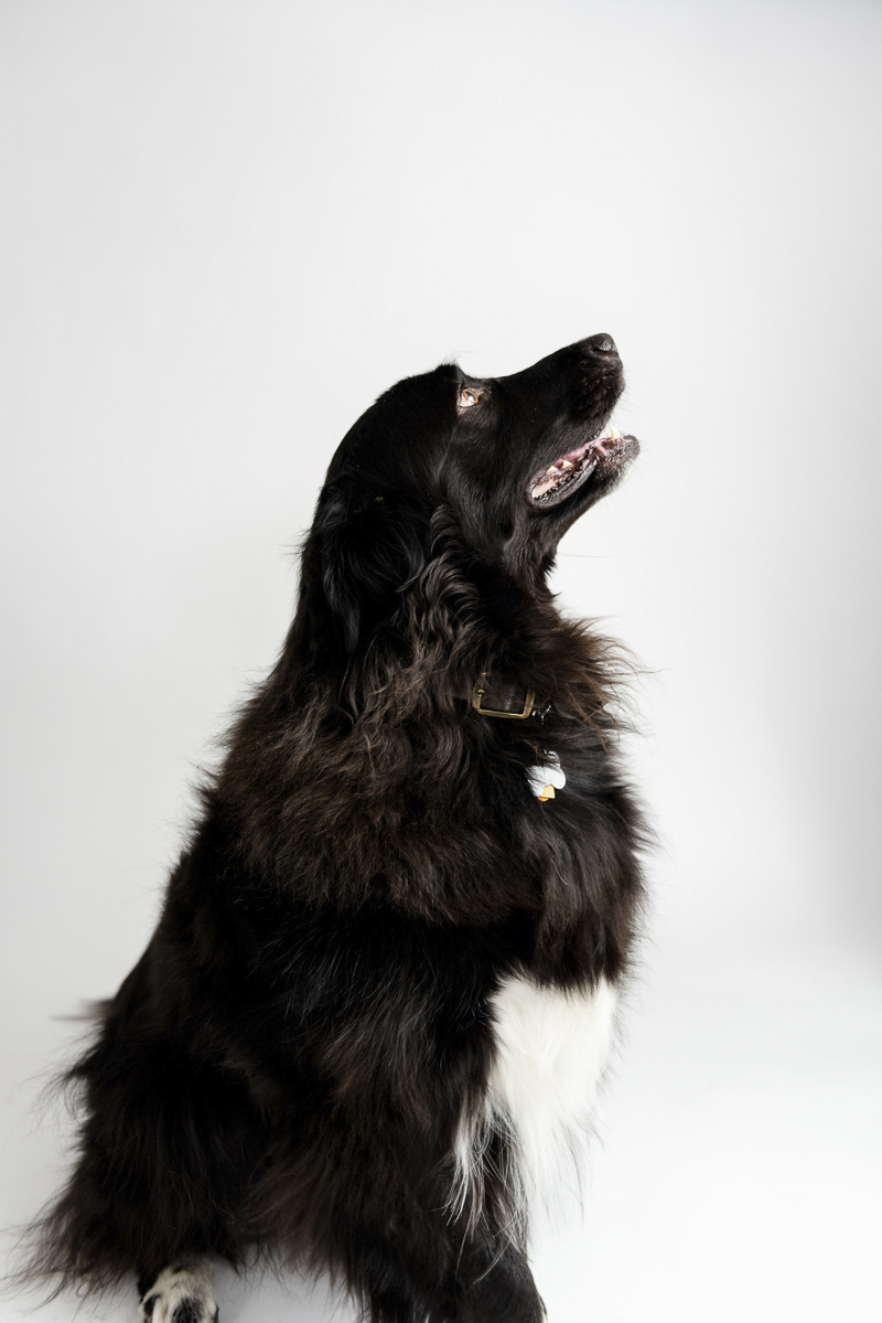 ©Photos by Ariel | studio dog photography, handsome black Lab-Great Pyrenees mix