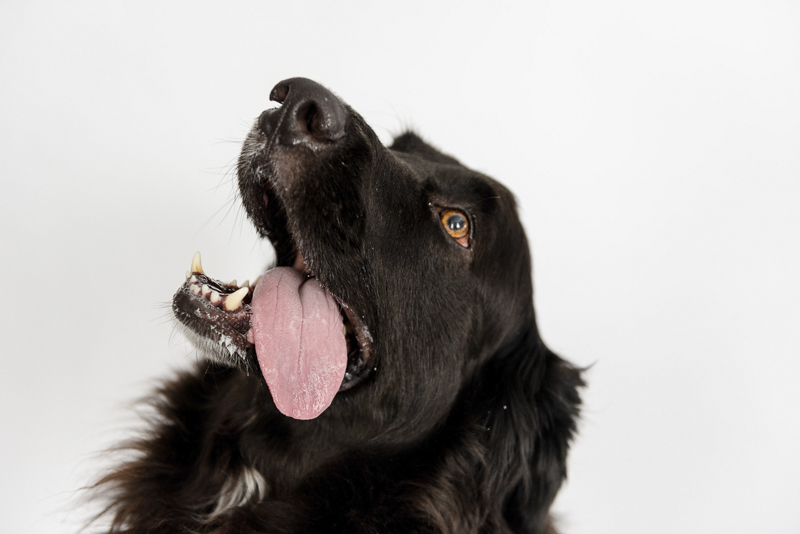 Lab-Pyrenees mix with tongue hanging out, fun pet portraits, ©Photos by Ariel | studio dog photography