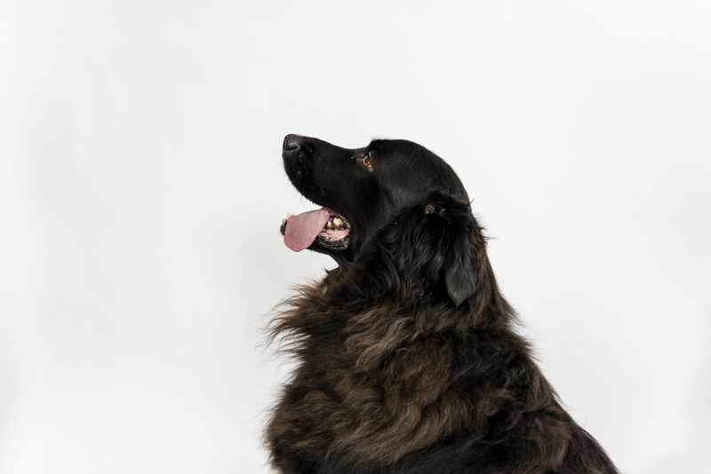 long haired mix breed, ©Photos by Ariel | studio dog photography