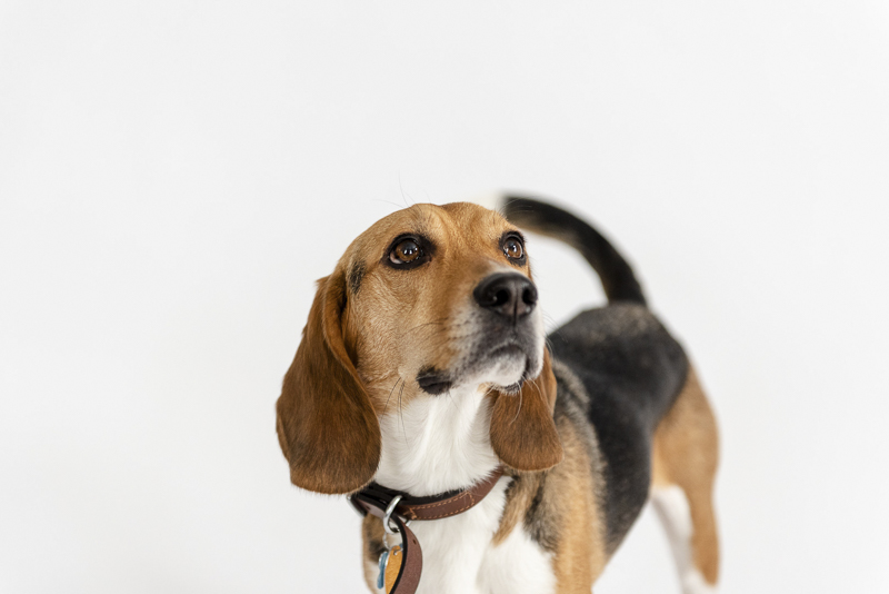 Beagle on white sweep, Lincoln, studio pet photography ©Photos by Ariel 