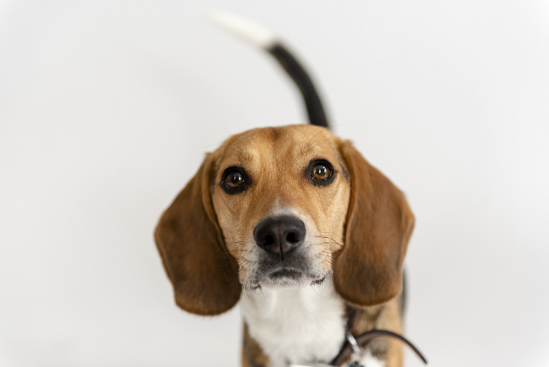 Happy Tails: Charlie the Beagle & Coby the Mixed Breed