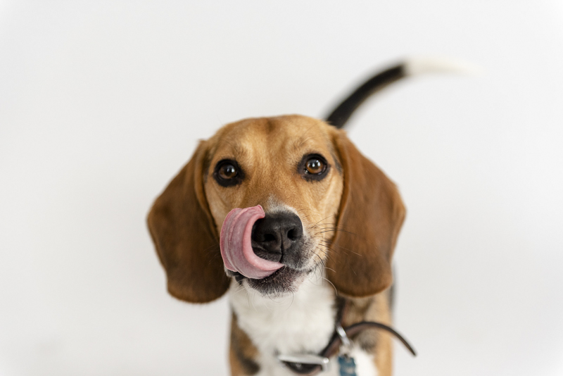 adorable Beagle with licking his nose, ©Photos by Ariel | studio dog photography, Lincoln, IL
