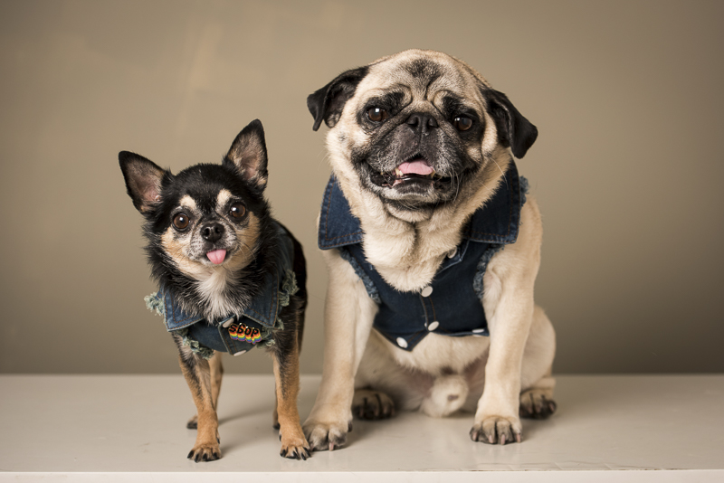 dog dynamic duo, dogs in denim, ©Pets By Petra | Brooklyn studio dog photography