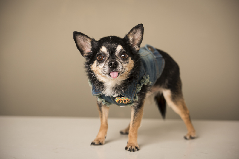 Marcelo the Chihuahua, fashion hound ©Pets By Petra | Brooklyn studio dog photography