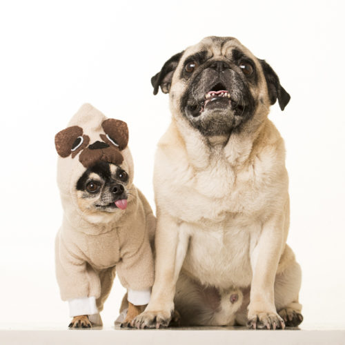 Spotlight:  Boogie the Pug (and Marcelo the Chihuahua)