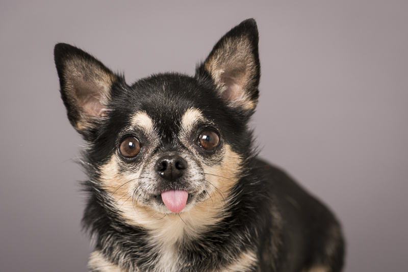 Chihuahua with his tongue out, ©Pets By Petra | Brooklyn studio dog photography