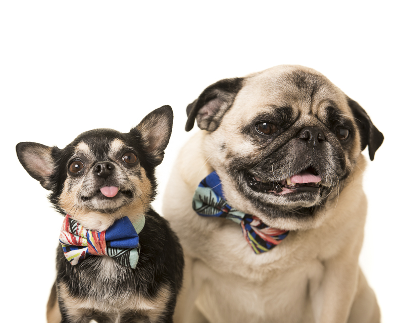 fashion hounds, Pug and Chi bffs, Boogie the Pug and Marcelo the Chi wearing bow ties, ©Pets By Petra | Brooklyn studio dog photography