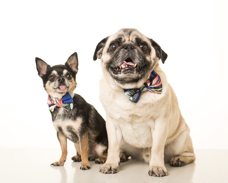 Chi and Pug, handsome dogs wearing bow ties, ©Pets By Petra | Brooklyn studio dog portraits