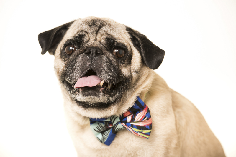 Boogie the Pug wearing a bow tie, studio dog photography ©Pets By Petra