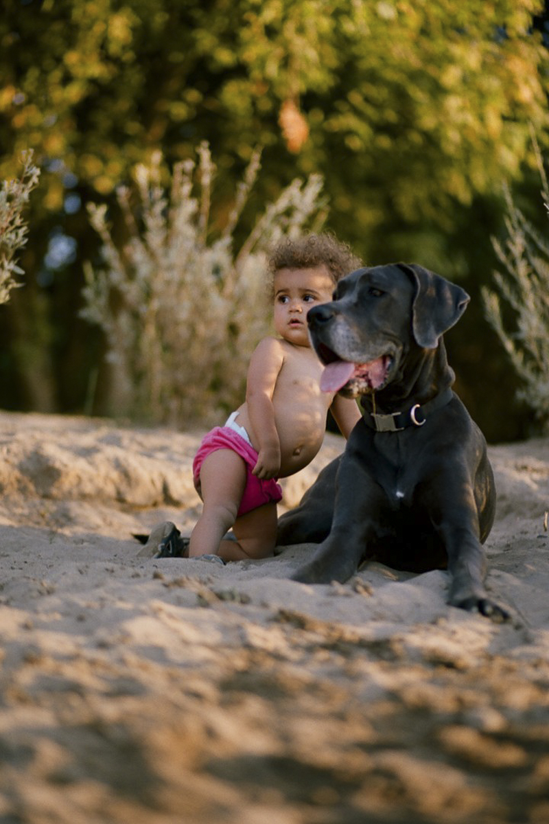 toddler and her blue Great Dane, natural portraits ©Rachel Sima Photography | Sacramento dog-friendly family photographer