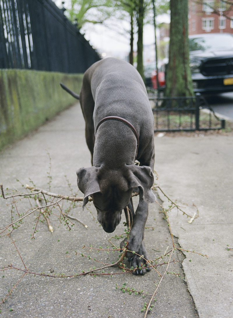 big dog chewing on a stick on city sidewalk, Brooklyn dog photography ©Rachel Sima Photography | fine art dog portraits