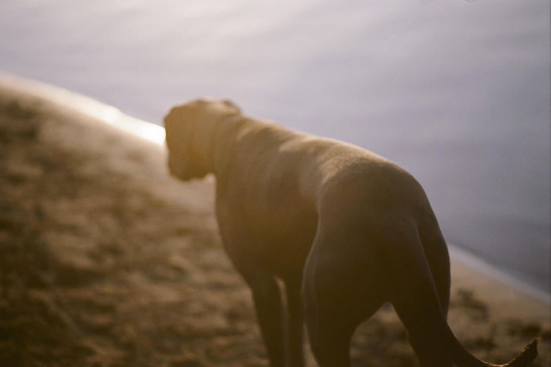 artistic dog photography, Great Dane on the beach ©Rachel Sima Photography | Sacramento dog-friendly family photographer