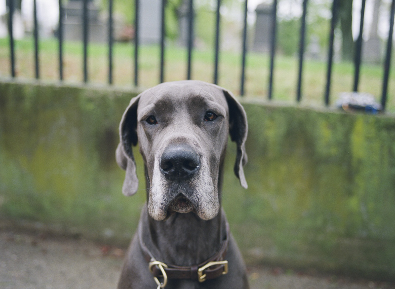 Happy Tails:  Nike The Blue Great Dane