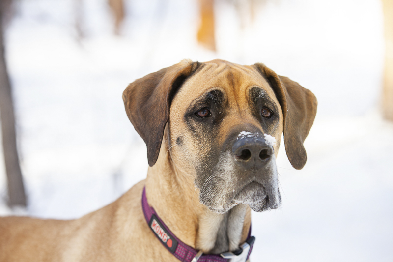 ©Tangled Lilac Photography | Great Dane in the snow, Sedona, Flagstaff pet photographer