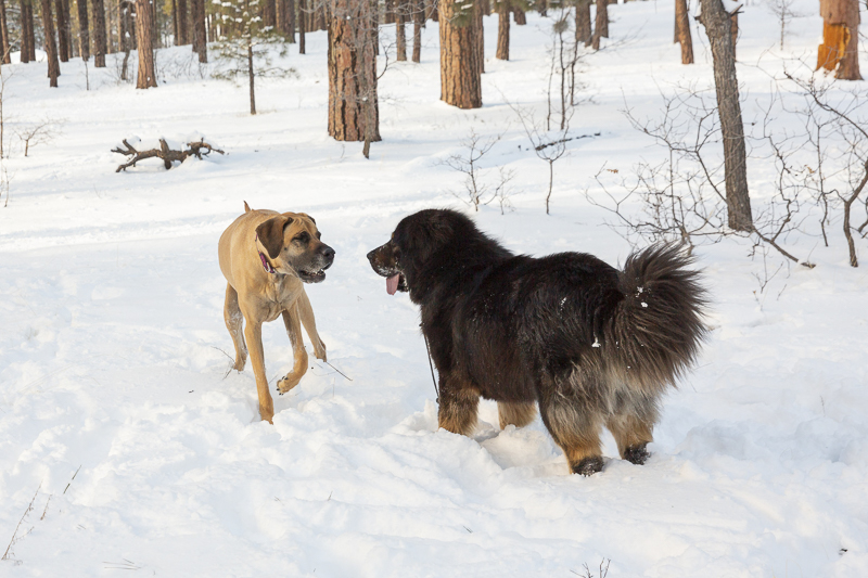 ©Tangled Lilac Photography | lifestyle dog photography, Great Dane and Tibetan Mastiff in the snow