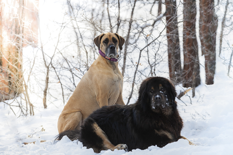 Great Dane and Tibetan Mastiff in the snow, Sedona Pet Photography | Tangled Lilac , dog BFFS