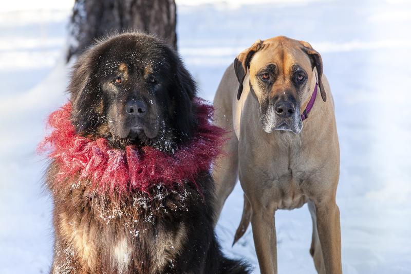 ©Tangled Lilac Photography | dog bffs, Tibetan Mastiff and Great Dane, snowy on location dog portraits, Flagstaff pet photographer
