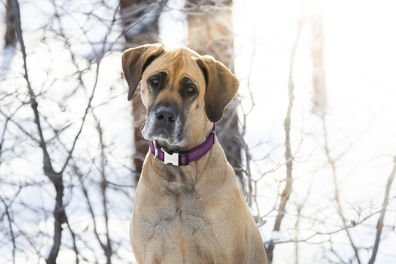 Flagstaff pet photographer, Great Dane, end of life session ©Tangled Lilac Photography