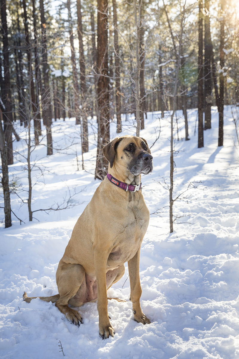 ©Tangled Lilac Photography | lifestyle dog photoshoot, winter dog portraits, Great Dane sittingin the snowy woods