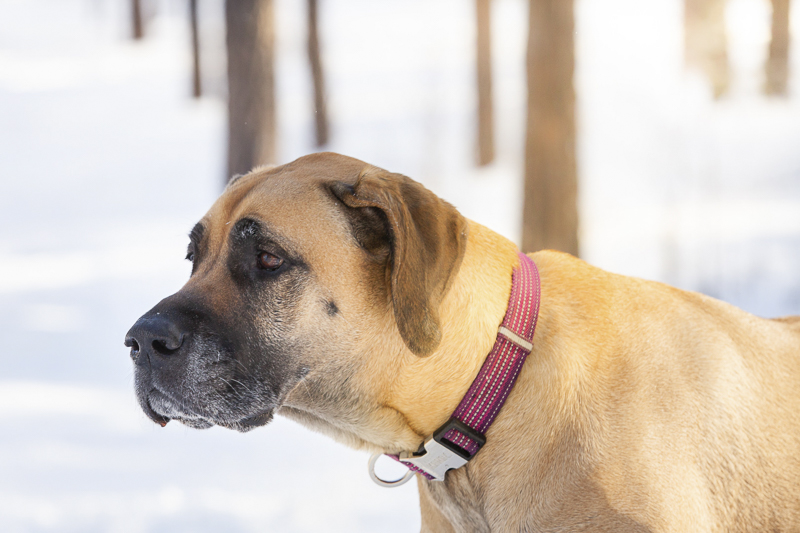 Great Dane standing in the snow, on location pet photography | ©Tangled Lilac Photography | Great Dane, end of life session