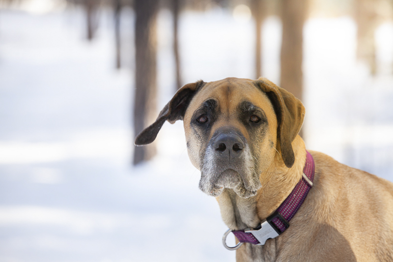 brown Great Dane in the snow, ©Tangled Lilac Photography | pet photography, end of life session