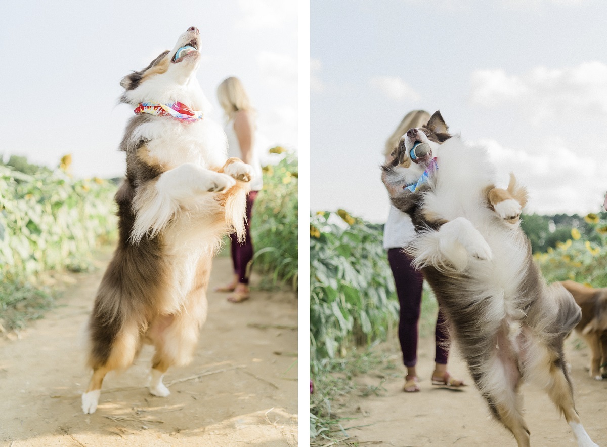 dog catching tennis ball in sunflower patch | ©Yesenia Bocanegra Photography | Raleigh dog photography