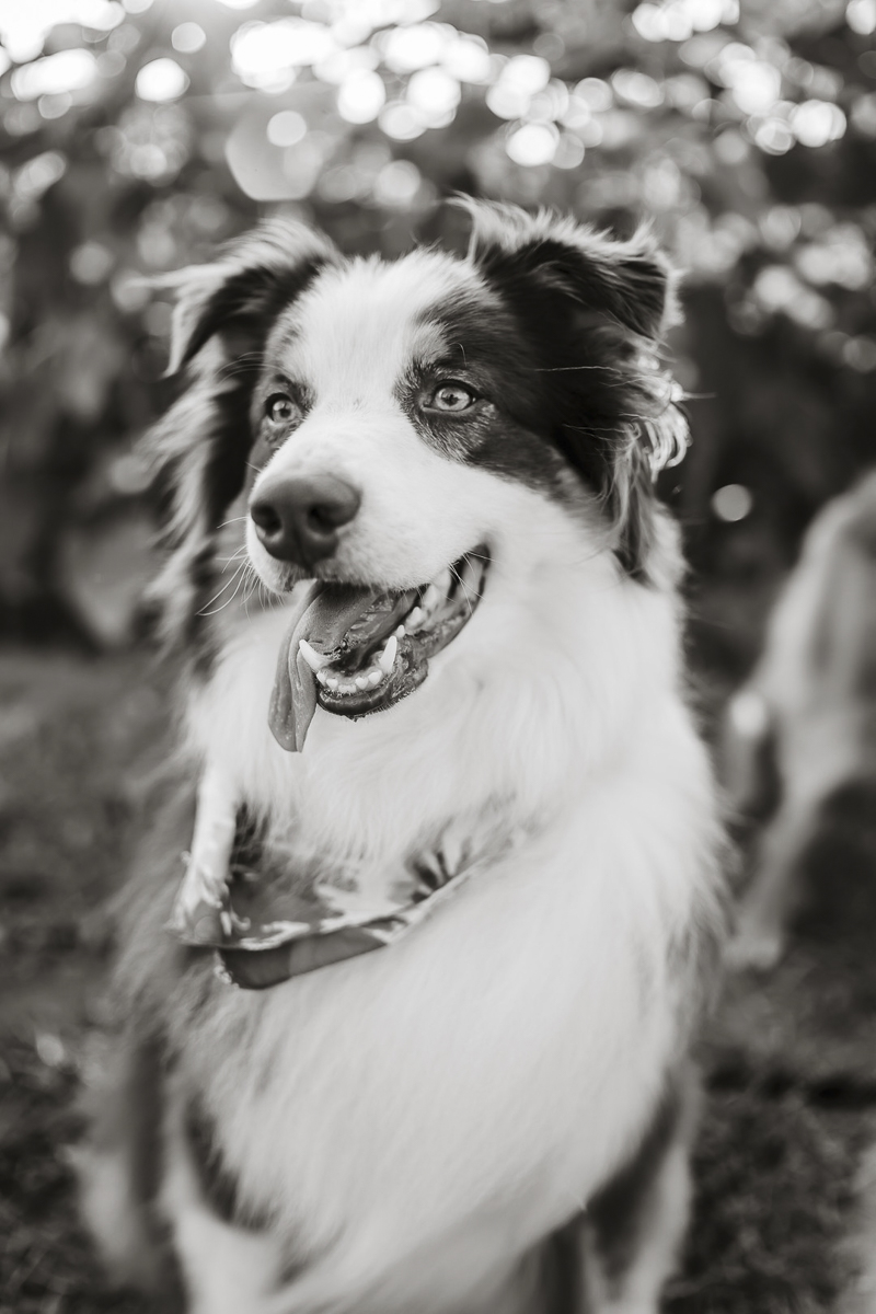 handsome Australian shepherd, black and white dog portraits ©Yesenia Bocanegra Photography 