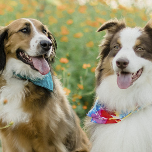 Happy Tails:  Penny the St. Bernard Mix & Peter the Aussie